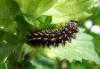 Melitaea sp.